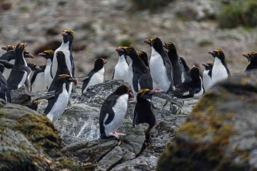 Pingüino Macaroni - islas Georgias del Sur 09.jpg